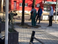 BIZARNE SCENE U MOSTARU: Pokušao prodati gradsku palmu na Olx-u za 400 KM