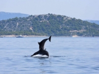 VLADALO JE PRAVO ODUŠEVLJENJE: Prolaznici sve snimali, pogledajte ples delfina na Jadranskom moru (VIDEO)