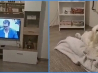 URNEBESNO: Kako pas reaguje kad se na TV pojavi Vučić (VIDEO)