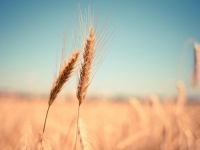 ZBOG RATA U UKRAJINI: Dobrom dijelu svijeta prijeti ostanak bez pšenice
