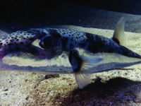 OTROV STO PUTA JAČI OD CIJANIDA: U Jadranu se pojavila najotrovnija riba, u Japanu je jedu kao poslasticu