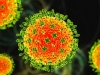 STIŽE NAM NEŠTO GORE OD KORONE: U Kini otkriven novi virus, uzrokuje otkazivanje bubrega i jetre kod ljudi