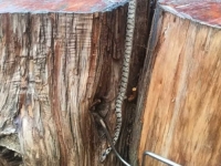 USPJEŠNO IZMJEŠTEN: Vatrogasci izvukli poskoka iz debla stabla, pogledajte samo gdje se zmija zavukla (FOTO)