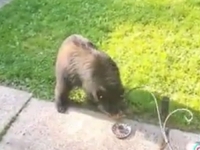 HIT NA INTERNETU: U dvorište je ušao medvjed, pogledajte reakciju djevojke i njezine mačke (VIDEO)