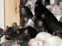 NEVJEROVATNO: Žena u Njemačkoj živjela sa 800 štakora, intervenirali....