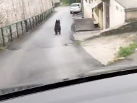 GRAĐANI UZNEMIRENI: Sarajevskim ulicama trčao medvjed, oglasila se i policija…
