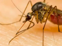 UPOZORENJE STRUČNJAKA: Ovo su razlozi za najezdu komaraca koji prenose opasne bolesti…