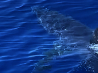 NAPAD IZ DUBINE: Dronovi snimili 50 morskih pasa, u dva dana izgrizli su...