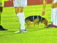 KOMEDIJA U MOSTARU: Utakmicu Lige prvaka prekinuo radoznali pas, pogledajte kako je sve završilo…