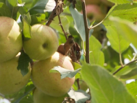 NEVOLJE U SUSJEDSTVU: 'Prvi put nakon puno godina, nećemo imati dovoljno domaće jabuke. A trećina uroda bit će…'