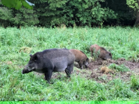 ZA SVE JE KRIVA NJIHOVA HRANA: Radioaktivne divlje svinje lutaju dijelom EU