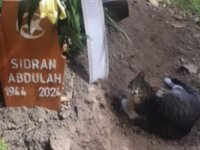 EMOTIVAN PRIZOR: Mačka se dva dana nakon ukopa ne odvaja od mezara Abdulaha Sidrana