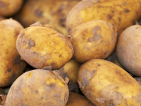 OPREZNO KAD KUPUJETE: Zabranjen uvoz 50,8 tona merkantilnog krompira iz Egipta