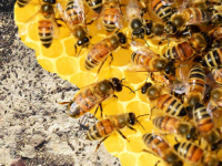 NIKADA NIJE UKLONJEN ŠEĆER NAKON ŽELJEZNIČKE NESREĆE: Mogu li se spasiti pčele od pomora u mostarskom naselju Opine?
