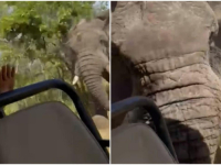 HOROR NA SAFARIJU: Slon napao vozilo sa turistima, poginula žena (VIDEO)
