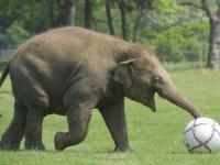 VIC DANA: Igrali slonovi i miševi fudbalsku utakmicu...