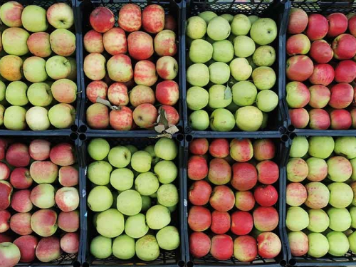 NUTRICIONISTI SAVJETUJU: Ovo je najzdravija sorta jabuka, preporučuju da pojedete barem jednu dnevno…