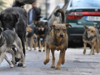 PROTESTI U GORAŽDU: Pas lutalica napao i teško povrijedio osmogodišnjaka, građani traže odgovornost nadležnih