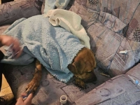 POGLEDAJTE SNIMAK HAPŠENJA NA SJEVERU BiH: Spriječena ilegalna borba pasa, na mjestu borilišta pronađeni i LEŠEVI ŽIVOTINJA (VIDEO, FOTO)