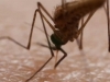 NOĆNA MORA GODIŠNJIH ODMORA: Predstavljen detektor za komarce koji ih označava laserskom zrakom, jedini problem je cijena... (VIDEO)