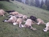 UŽAS NA PUTU: 'Golfom' uletio u stado, ubio 17 ovaca i dva psa, povrijeđen i čobanin