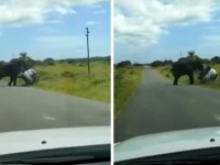 ZA NJEGA JE TO IGRAČKA: Slonu se nije svidio Fordov SUV pa ga je prevrnuo (VIDEO)
