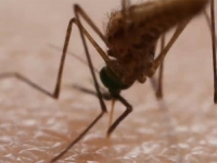 NOĆNA MORA GODIŠNJIH ODMORA: Predstavljen detektor za komarce koji ih označava laserskom zrakom, jedini problem je cijena... (VIDEO)