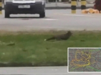 HAOS NA AERODROMU U LONDONU: Lisica i jato ptica zaustavili avione