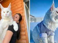 IMA DEVET MJESECI I 12 KILOGRAMA: Mnogi prvo pomisle da je ovo pas... (FOTO, VIDEO)
