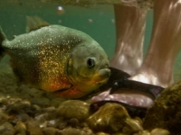 JEZIVA SMRT: Otišli na kupanje s kojeg se nikada nisu vratili, četiri muškaraca napale...