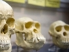 SENZACIONALNO OTKRIĆE: Homo sapiens stigao u neandertalski teritorij u Evropi mnogo ranije nego što se mislilo...