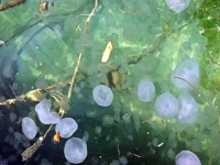 POTVRDILI NAUČNICI: U Rovinju pronađena nova vrsta meduze, porijeklo još... (FOTO)