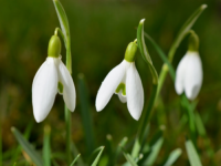VJESNICI PROLJEĆA: Zabranjeno branje visibaba i ljubičica, kazne više od 50.000 KM
