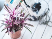 ONO ŠTO REDOVNO BACAMO U SMEĆE MOŽE BITI KORISNO: Dodajte ovu mješavinu u svaku saksiju i pospješite rast biljaka