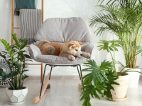 ČUVAJTE IH, NJEGUJTE IH: Sobne biljke za 20 posto smanjuju razinu onečišćenja zraka u prostoriji