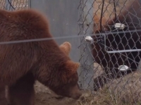 SPAŠENI IZ ZAŠTIĆENE ZONE KIJEVA: Završena evakuacija medvjeda (VIDEO)