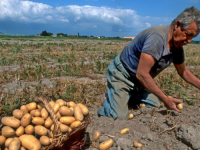 KORA KOJA ČUVA ESENCIJU MORA I TLA: Na ovom otoku kilogram krompira košta skoro 1.000 KM