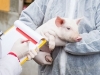 ANALIZIRANO 7.000 SLUČAJEVA: Naučnici proučavali roktanje svinja, evo šta su zaključili...