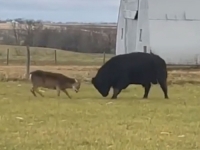 UM CARUJE SNAGA KRAVE VALJA: 'Nježni' srndać u borbi savladao moćnog bika (VIDEO)