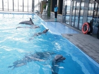 DUGO I NAPORNO PUTOVANJE: Delfini evakuisani iz Harkova stigli na jug Ukrajine