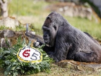 DIVAN DAN, DIVAN DAN: Gorila Fatou proslavila 65. rođendan