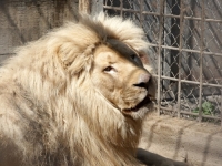 PRONAŠLI NOVI DOM: Bijeli lavovi evakuisani iz Harkova, imaju vidljive tragove stresa zbog granatiranja