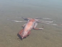 NEMAN IZ DUBINA: Na plaži snimljena rijetka divovska lignja, odmah su je... (VIDEO)