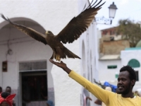 IAKO JE SVJESTAN OPASNOSTI: Ovo je čovjek kojem grabljivice jedu iz ruke