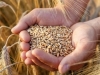 TAMAN KAD SE MISLILO DA NE MOŽE GORE: Globalne cijene pšenice naglo skočile nakon što je...