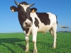 VIC DANA: Razgovaraju dva seljaka u Foči o tome čija je krava mršavija, a onda – hladan tuš…