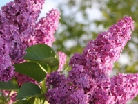 POTPUNO ZABORAVLJENA NEKADAŠNJA 'ULOGA': Osim što prelijepo miriše, od jorgovana možete napraviti...