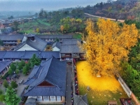 PRIZORI KOJI ODUZIMAJU DAH: 1.400 godina staro ginko stablo u Kini stvara more 'zlata'