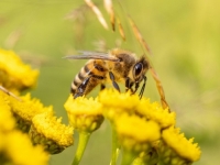 NAJVREDNIJA BIĆA NA PLANETI: Danas je Svjetski dan pčela, evo kako ih sačuvati