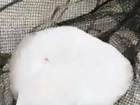 NEVJEROVATAN ULOV: Pogledajte šta je muškarac ulovio u Jadranu... (VIDEO)